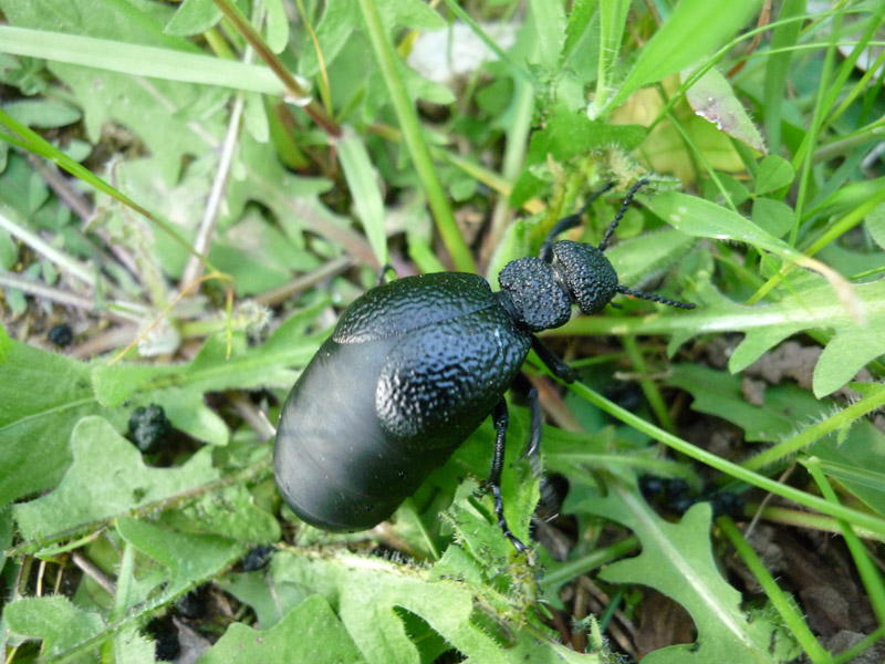 Meloe proscarabeus? Meloe tuccius tuccius